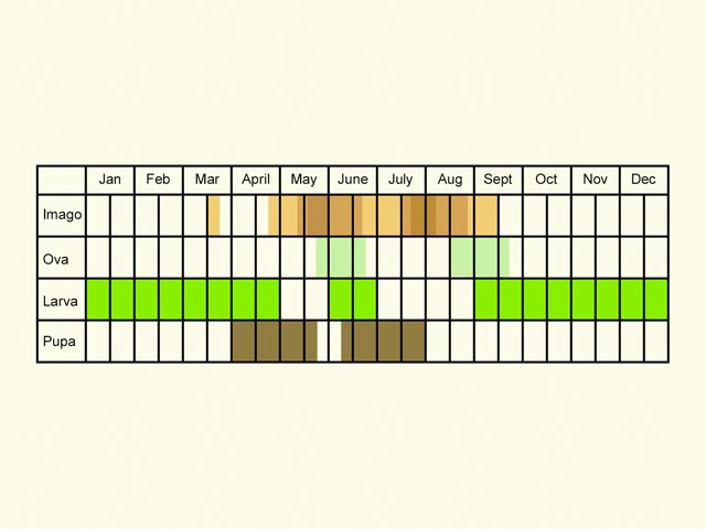  Life stages table Copyright Martin Evans 
