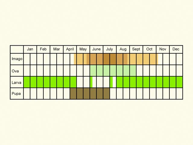  Life stages table Copyright Martin Evans 