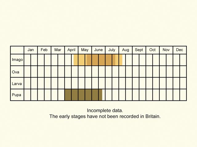  Life stages table Copyright Martin Evans 