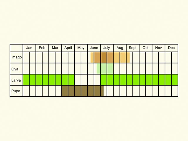  Life stages table Copyright Martin Evans 