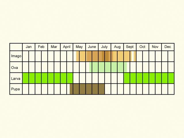  Life stages table Copyright Martin Evans 