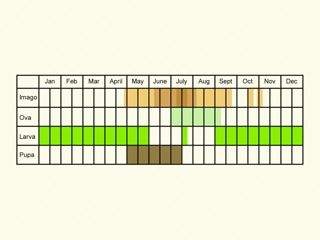  Life stages table Copyright Martin Evans 