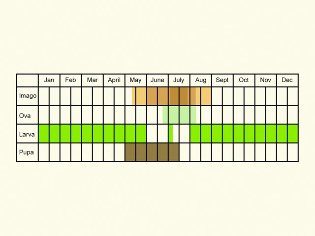  Life stages table Copyright Martin Evans 