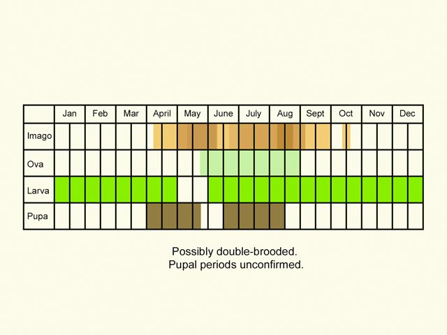  Life stages table Copyright Martin Evans 