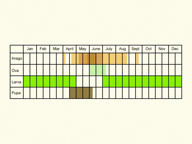  Life stages table Copyright Martin Evans 