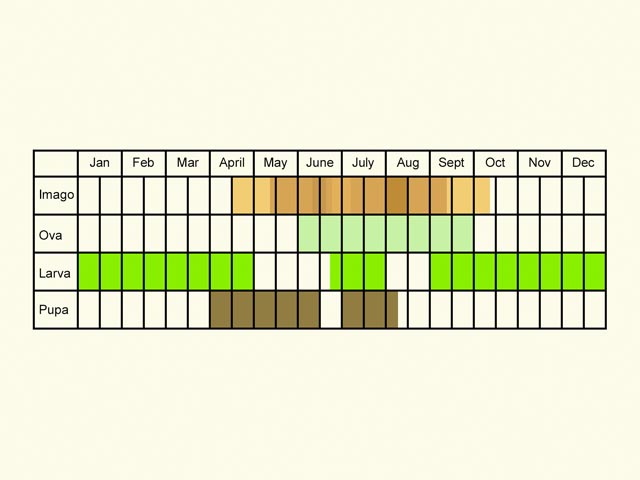  Life stages table Copyright Martin Evans 