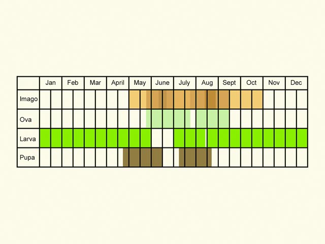  Life stages table Copyright Martin Evans 