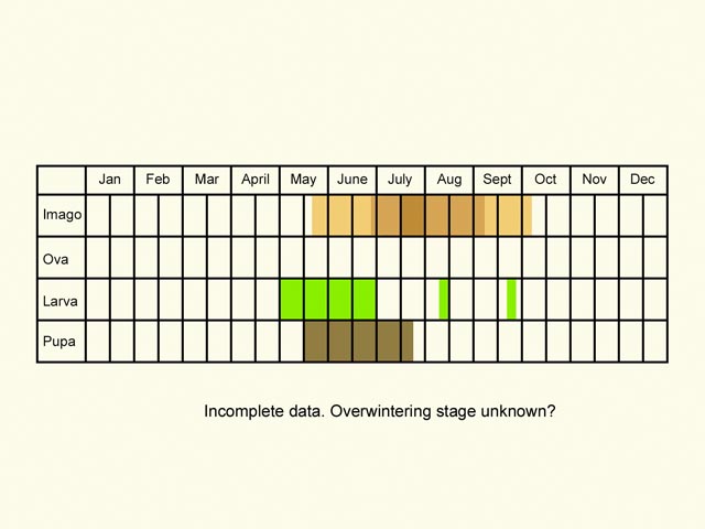  Life stages table Copyright Martin Evans 