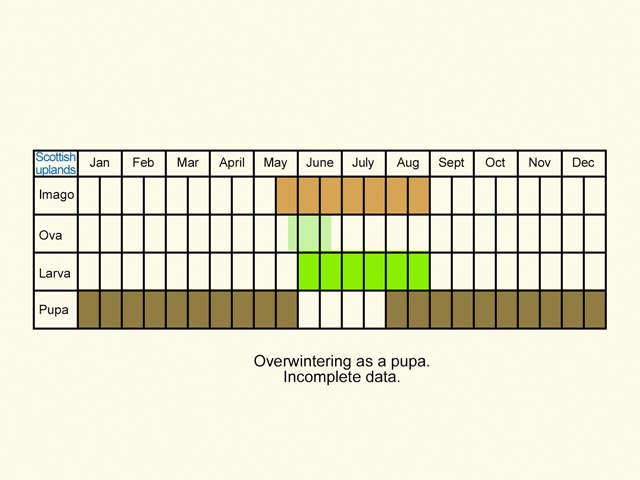  Life stages table Scottish uplands overwinters as a pupa Copyright Martin Evans 