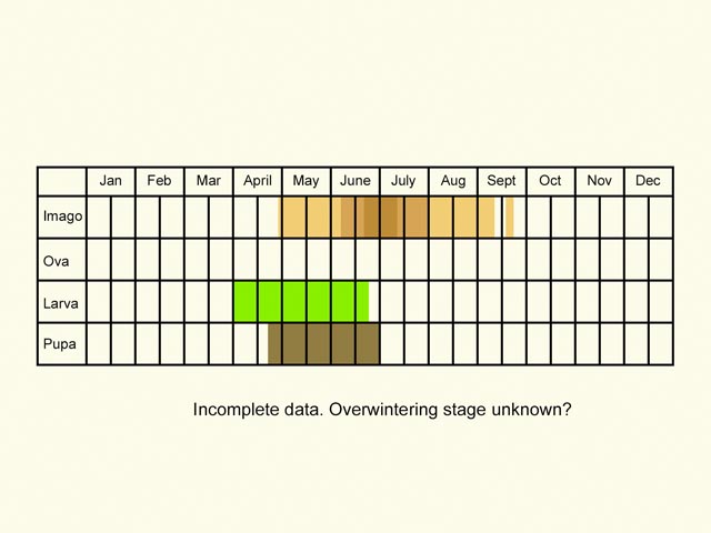  Life stages table Copyright Martin Evans 