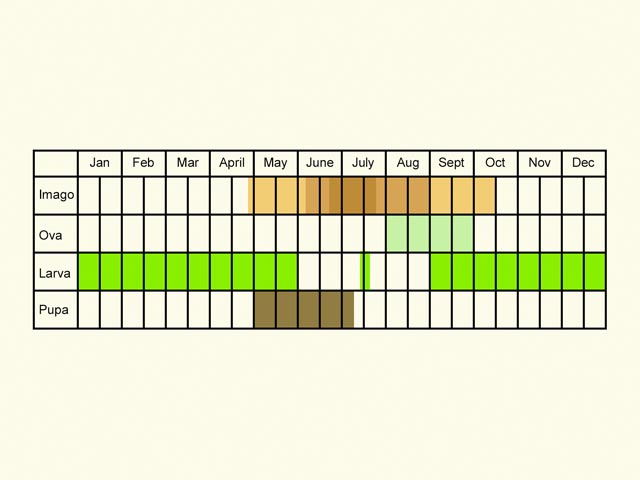  Life stages table Copyright Martin Evans 
