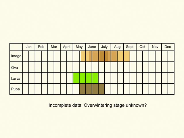  Life stages table Copyright Martin Evans 