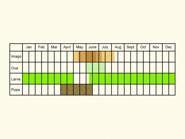  Life stages table Copyright Martin Evans 