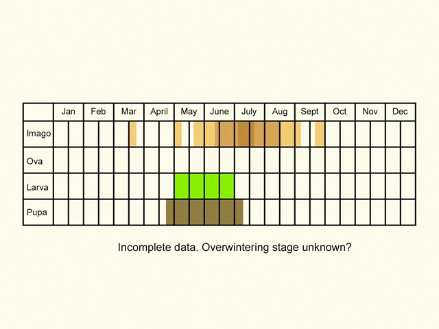  Life stages table Copyright Martin Evans 