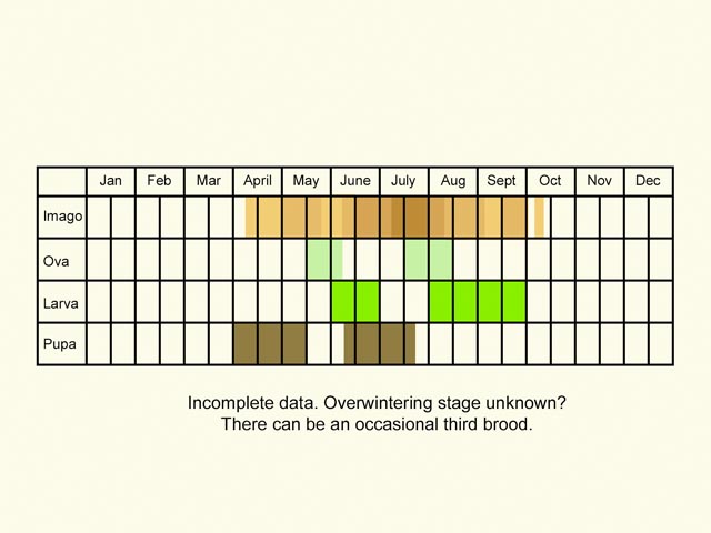  Life stages table Copyright Martin Evans 