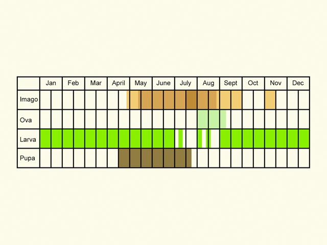  Life stages table Copyright Martin Evans 