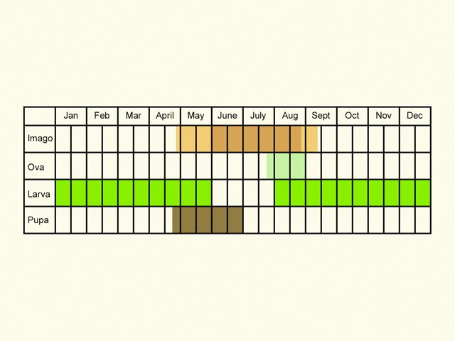  Life stages table Copyright Martin Evans 