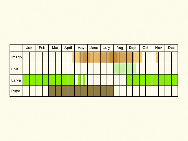  Life stages table Copyright Martin Evans 