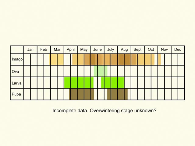  Life stages table Copyright Martin Evans 