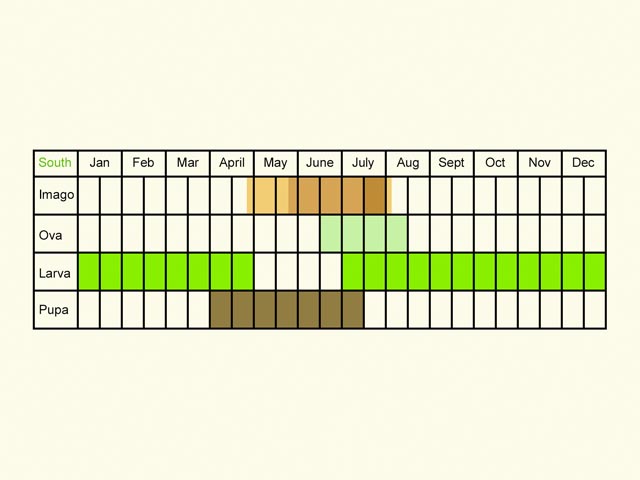  Life stages table Copyright Martin Evans 