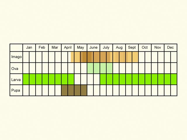  Life stages table Copyright Martin Evans 