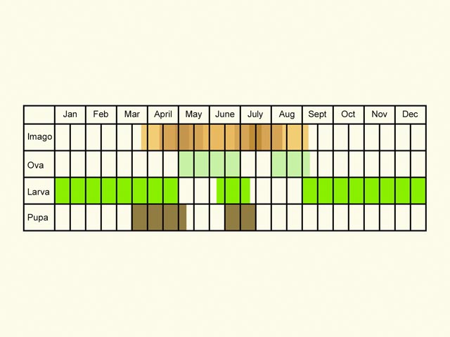  Life stages table Copyright Martin Evans 