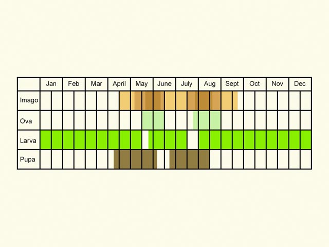  Life stages table Copyright Martin Evans 