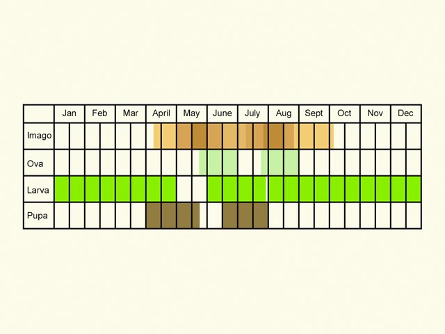  Life stages table Copyright Martin Evans 