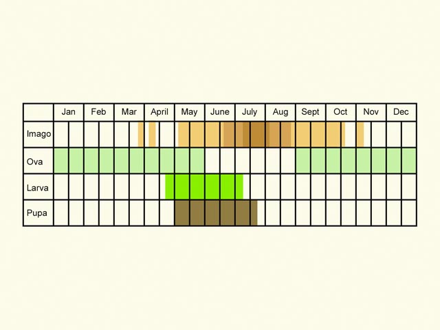  Life stages table Copyright Martin Evans 