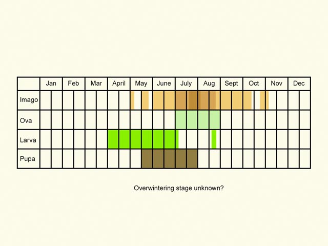  Life stages table Copyright Martin Evans 
