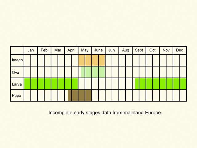  Life stages table Copyright Martin Evans 
