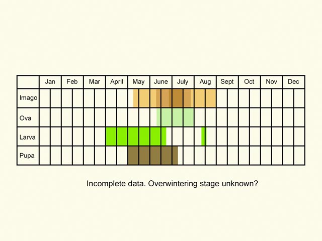  Life stages table Copyright Martin Evans 