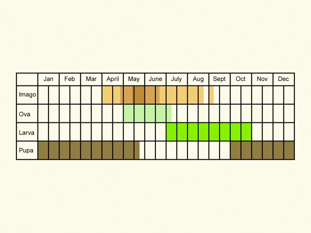  Life stages table Copyright Martin Evans 