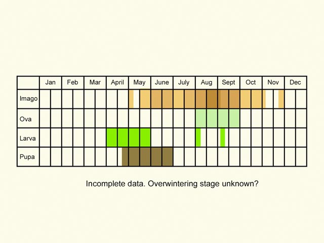  Life stages table Copyright Martin Evans 