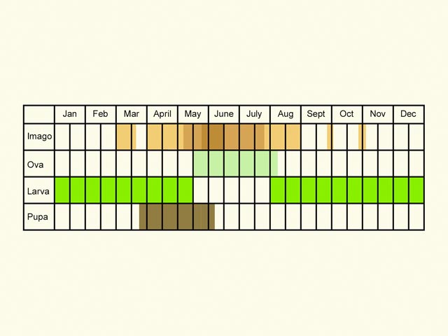  Life stages table Copyright Martin Evans 