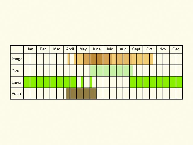  Life stages table Copyright Martin Evans 