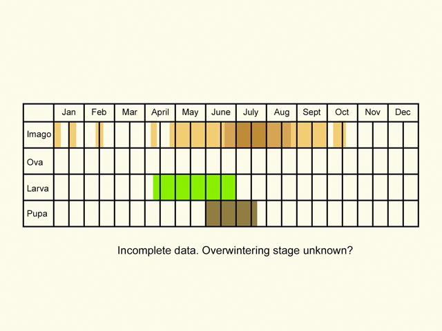  Life stages table Copyright Martin Evans 