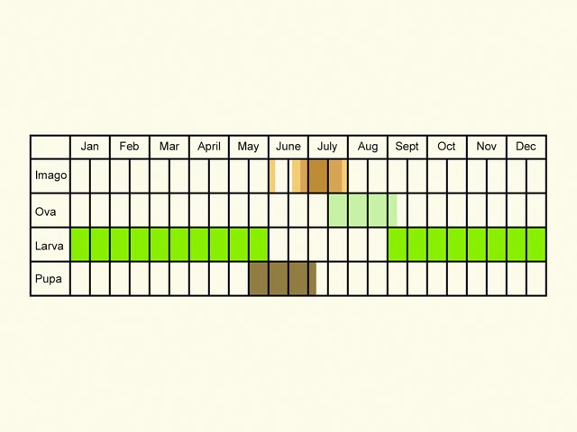  Life stages table Copyright Martin Evans 