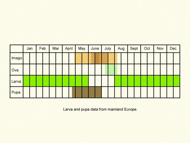  Life stages table Copyright Martin Evans 