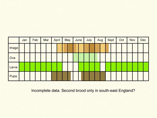  Life stages table Copyright Martin Evans 