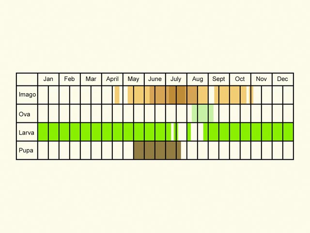  Life stages table Copyright Martin Evans 