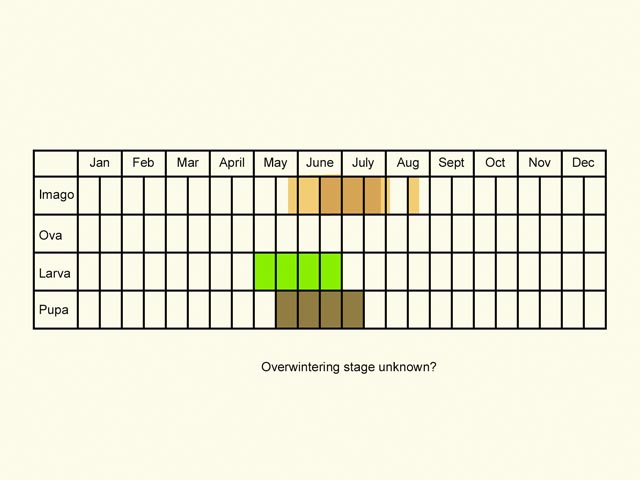  Life stages table Copyright Martin Evans 
