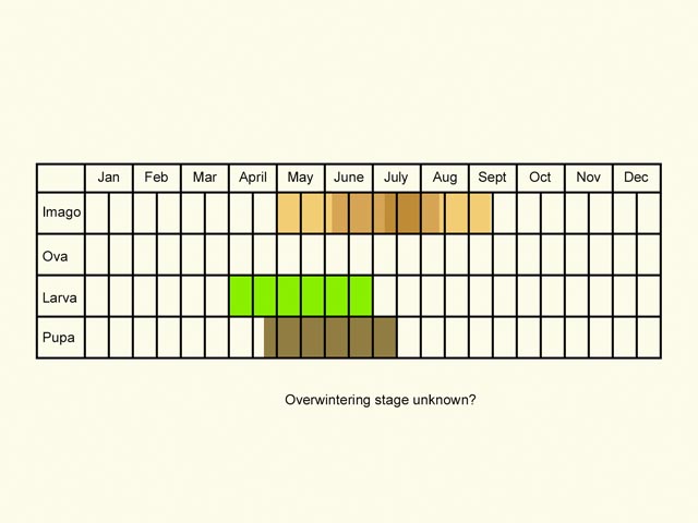  Life stages table Copyright Martin Evans 