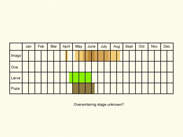  Life stages table Copyright Martin Evans 