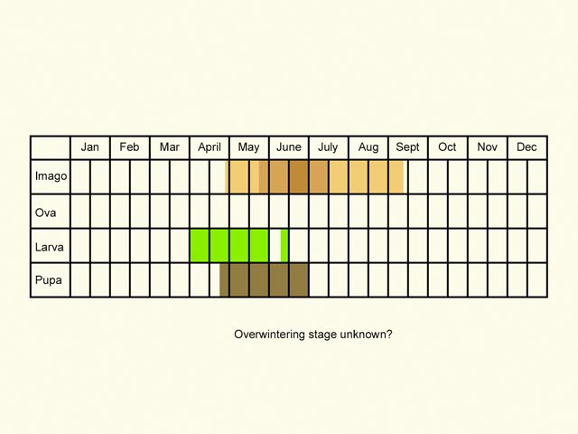  Life stages table Copyright Martin Evans 
