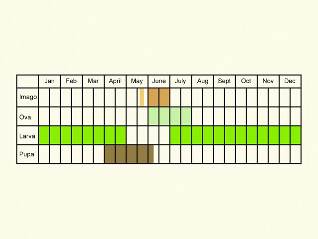  Life stages table Copyright Martin Evans 