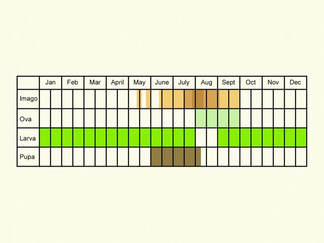  Life stages table Copyright Martin Evans 