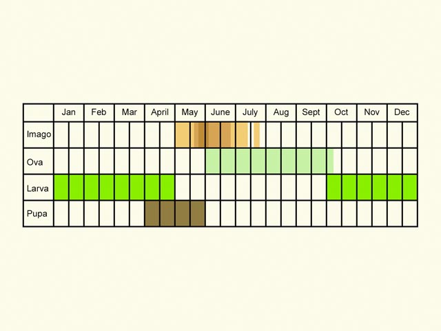  Life stages table Copyright Martin Evans 