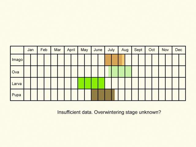 Life stages table Copyright Martin Evans 