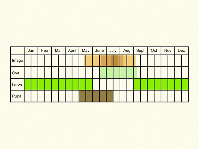 Life stages table Copyright Martin Evans 